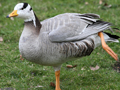 Bar-headed x (Bar-headed Goose x Greater White-fronted Goose) backcrossed hybrid